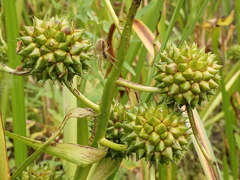 Sparganium erectum erectum