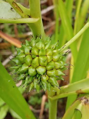 Sparganium erectum erectum