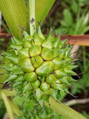 Sparganium erectum erectum