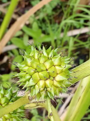 Sparganium erectum erectum