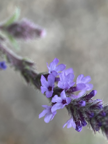 iNaturalist observation photo of western vervain