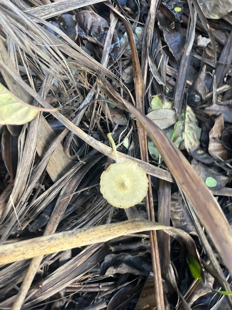 Bolbitius titubans · May 2025 · photo: © sporeseeker (iNaturalist, cc0)