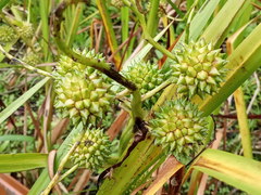 Sparganium erectum erectum