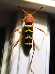 Neoclytus acuminatus acuminatus