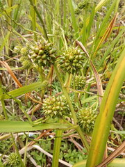 Sparganium erectum erectum