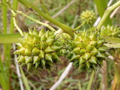 Sparganium erectum erectum