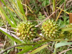 Sparganium erectum erectum