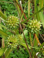 Sparganium erectum erectum