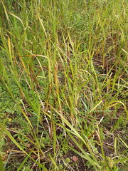 Sparganium erectum erectum