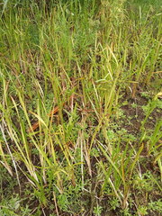 Sparganium erectum erectum