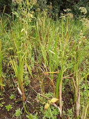 Sparganium erectum erectum