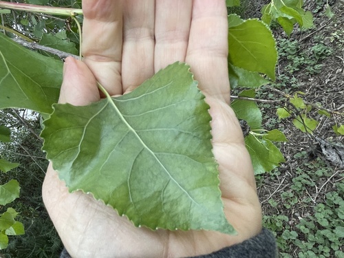 iNaturalist observation photo of Frémont Cottonwood