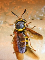 Hoplitimyia constans