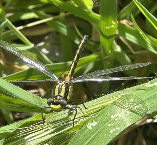 Pacific Clubtail photo 4