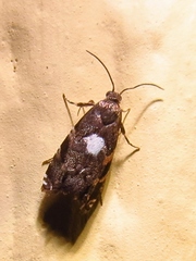 Cydia albimaculana