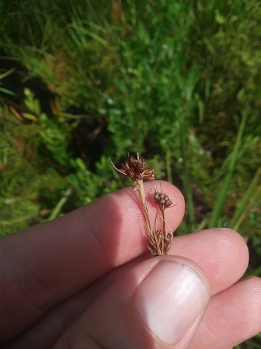 Image of Rhynchospora compressa by (c) Will McFarland, some rights reserved (CC BY)