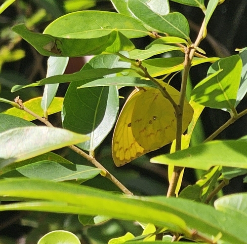 Lemon Migrant