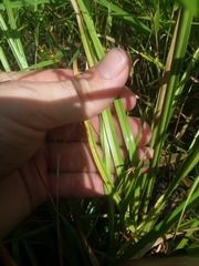 Rhynchospora compressa