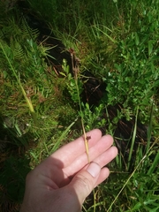 Rhynchospora compressa