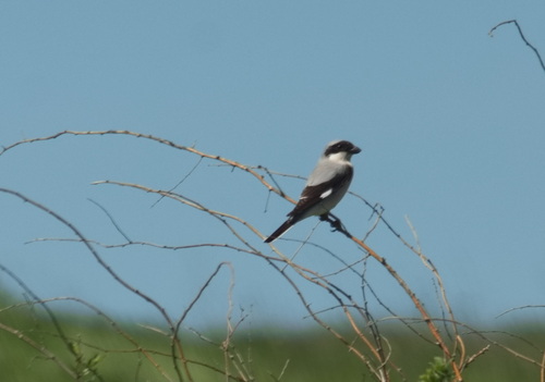 Alcaudón chico (Lanius minor)