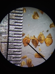 Rhynchospora compressa