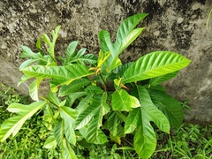 (c) renjus box, some rights reserved (CC BY) Artocarpus hirsutus, photograph (c) renjus box, some rights reserved (CC BY)
