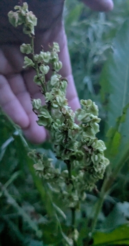 Image of Rumex altissimus by no rights reserved