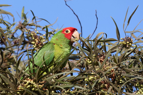 Aratinga de Guayaquil (Psittacara erythrogenys)