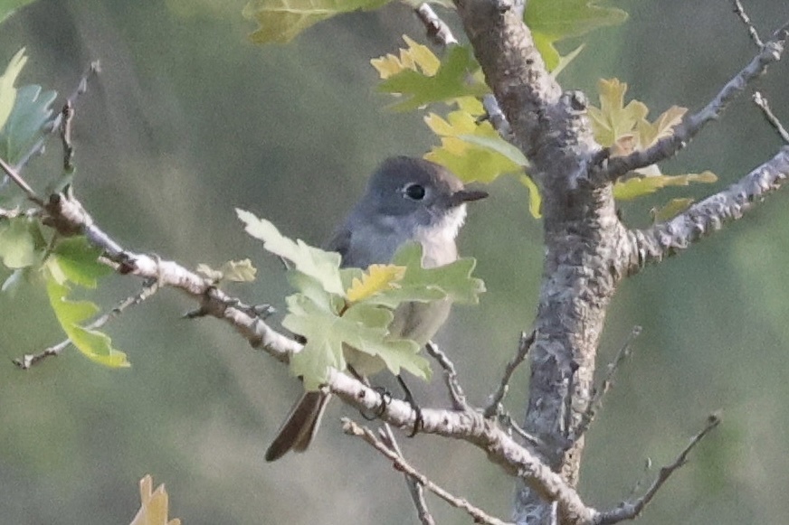 Hammond's Flycatcher