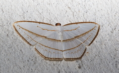 Orthocabera ocernaria