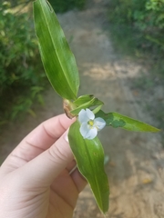 Commelineae