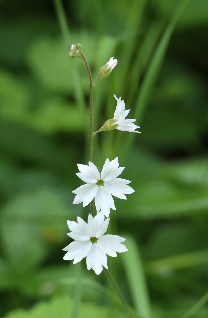 Lithophragma affine