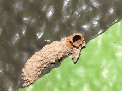 Paraleptomenes miniatus