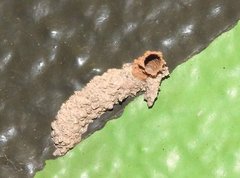 Paraleptomenes miniatus