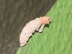 Paraleptomenes miniatus