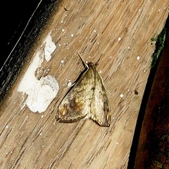 Evergestis rimosalis
