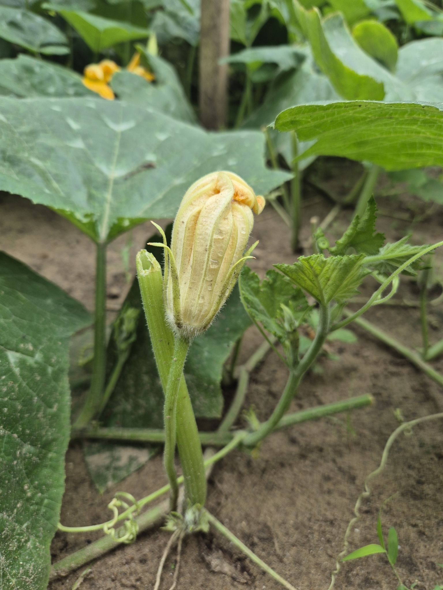 Cucurbita pepo (Cucurbita pepo)