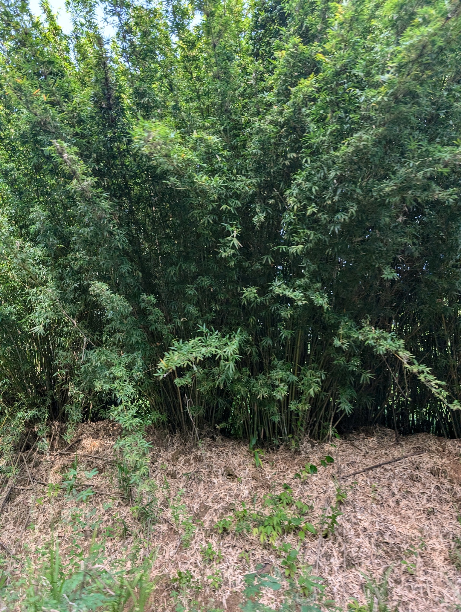 Imagem de Bambu-chinês