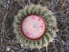 Melocactus intortus