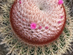 Melocactus intortus
