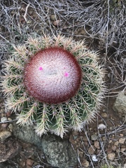 Melocactus intortus
