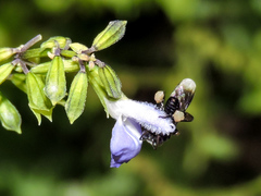 Frieseomelitta nigra