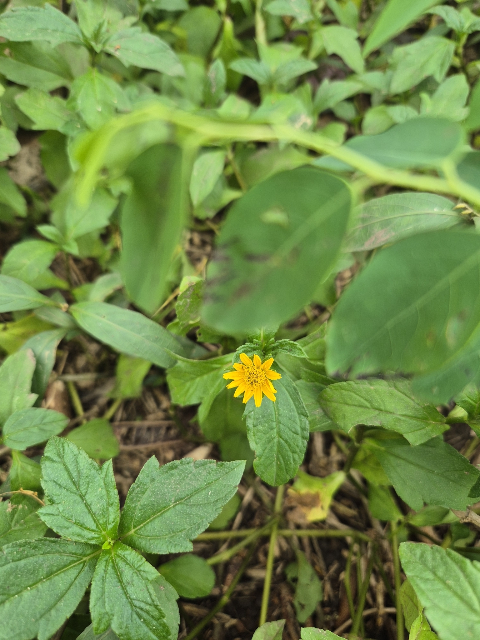 Wollastonia biflora — ảnh 2