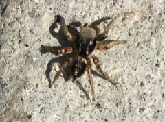 Habronattus