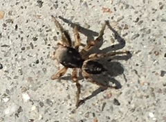 Habronattus
