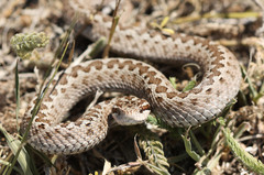Vipera renardi