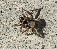Habronattus