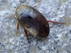Agabus bipustulatus