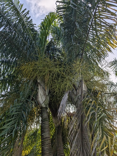 Areca-bambu
