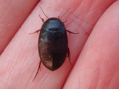 Agabus bipustulatus